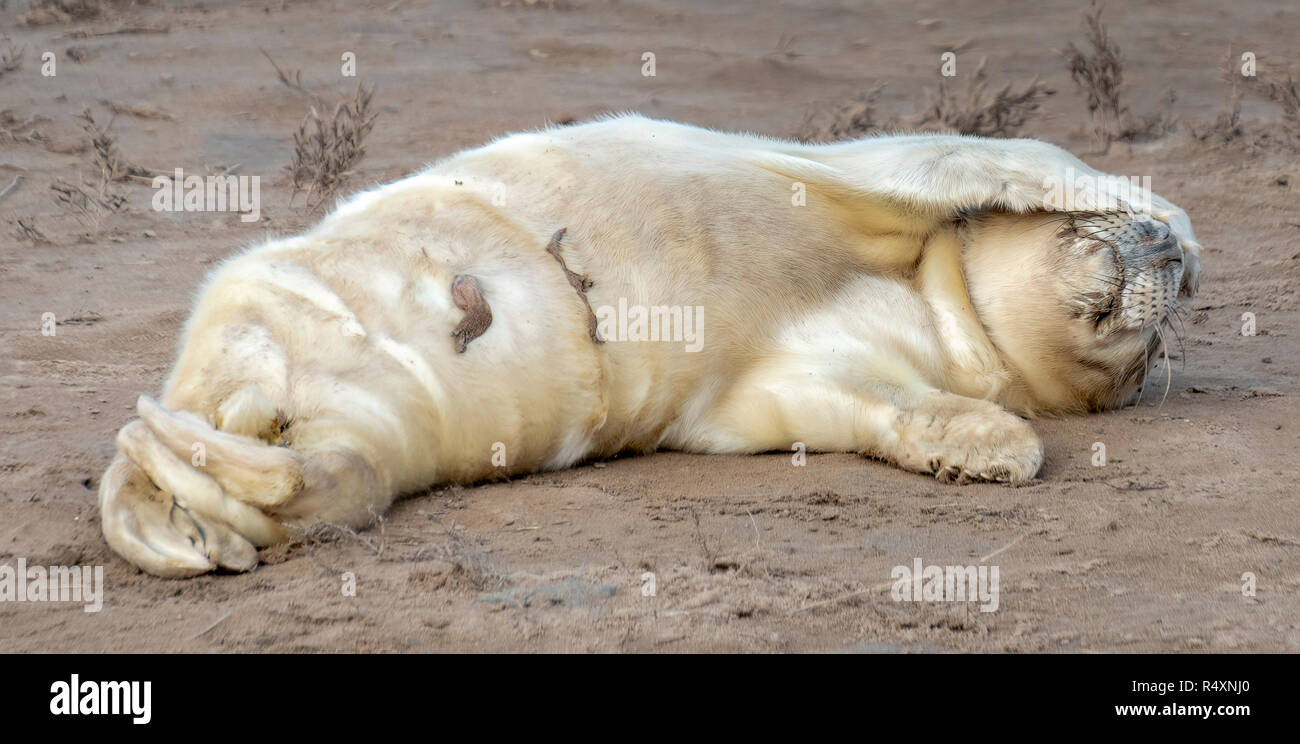 Un neonato guarnizione grigio Pup che copre la sua faccia con una pinna sulla spiaggia di Donna Nook, Lincolnshire, Regno Unito 2018 Foto Stock