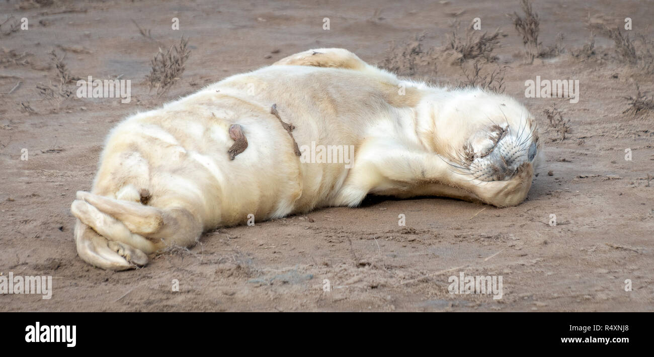 Un neonato guarnizione grigio Pup che copre la sua faccia con una pinna sulla spiaggia di Donna Nook, Lincolnshire, Regno Unito 2018 Foto Stock