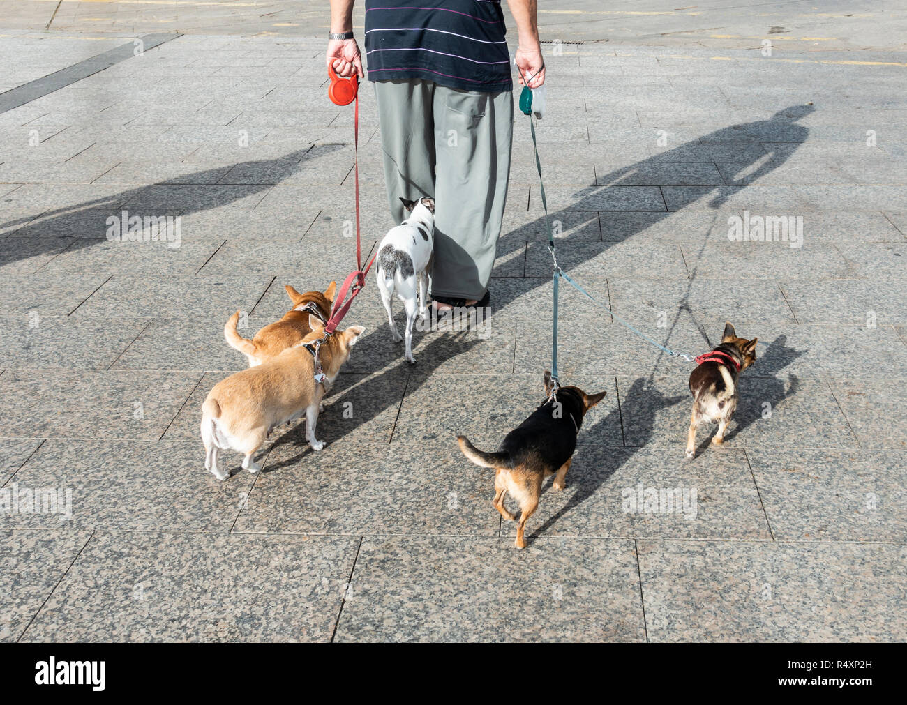 Uomo anziano camminare cinque cani Foto Stock