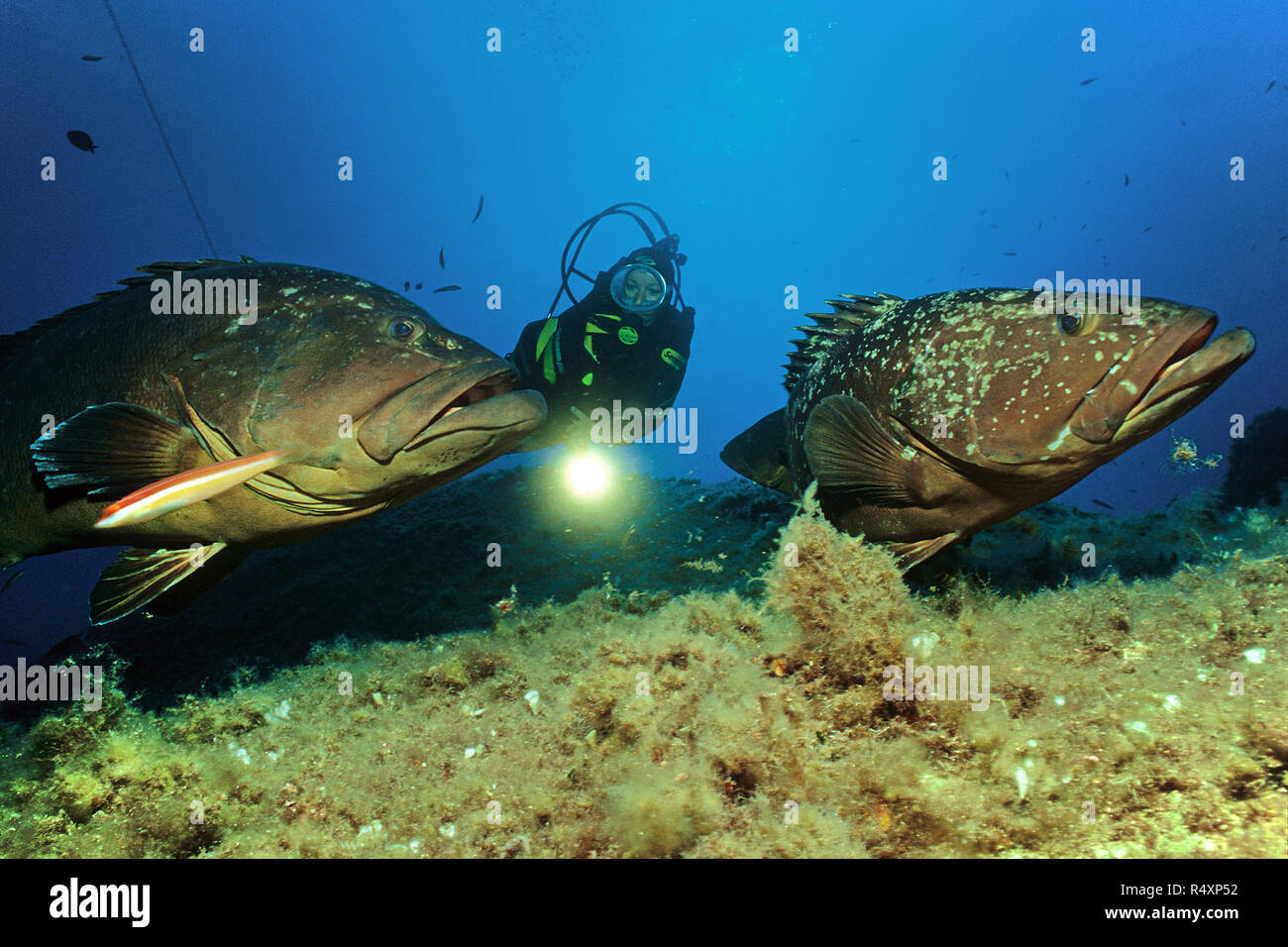 Subacqueo e due Dusky cernie (Epinephelus marginatus) in corrispondenza di un mediterraneo reef, isole Lavezzi, Bocche di Bonifacio, Corsica, Francia Foto Stock