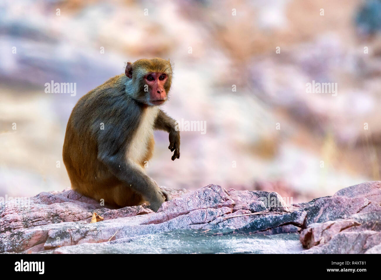 Sri-Lankan toque macaque o Macaca sinica in natura Foto Stock