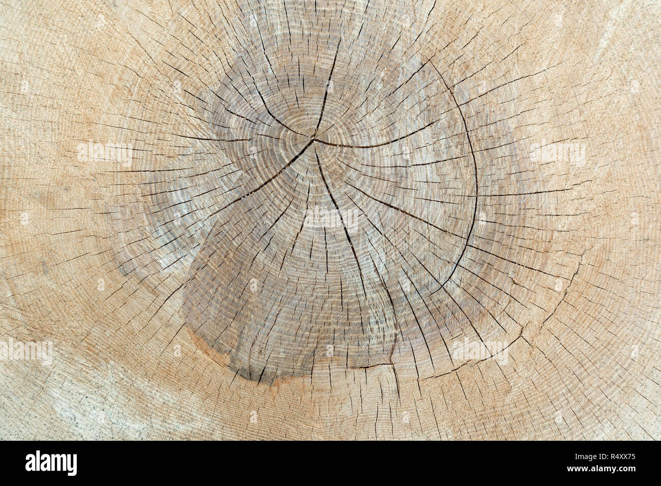 Texture incrinato di anelli annuali di un albero Foto Stock