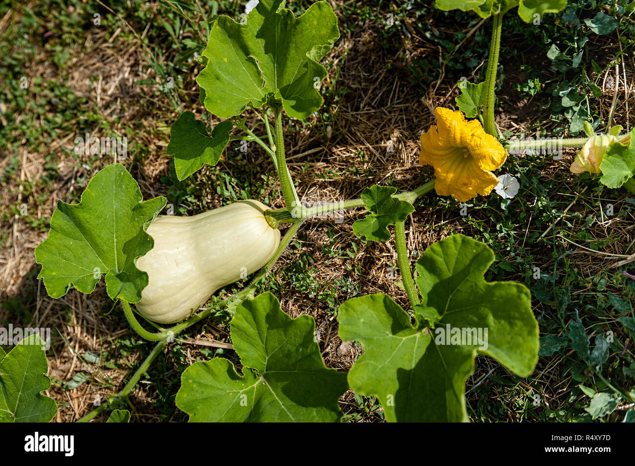 Una zucca matura in un campo con un fiore attaccato anche ulteriormente fino alla vigna. Foto Stock