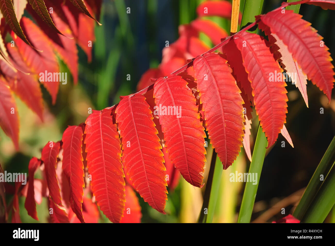 Una fila di lunga appuntita belle foglie rosse in successione su di un ramo. Foto Stock