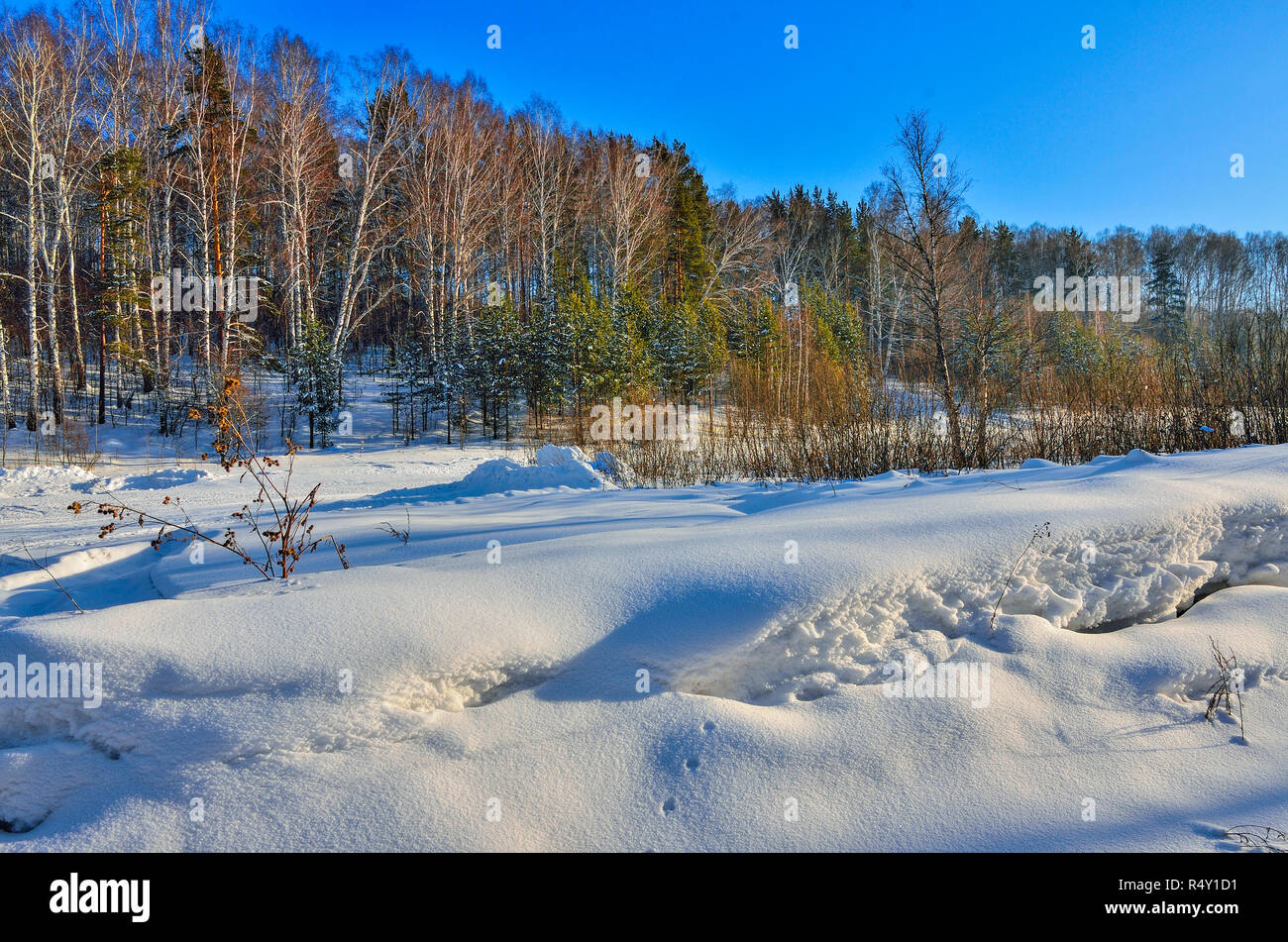Soleggiato paesaggio invernale con giovani abeti di verde e di betulle bianche in piedi sul bordo della foresta a sfondo e cumuli di neve in primo piano. Cielo blu Foto Stock