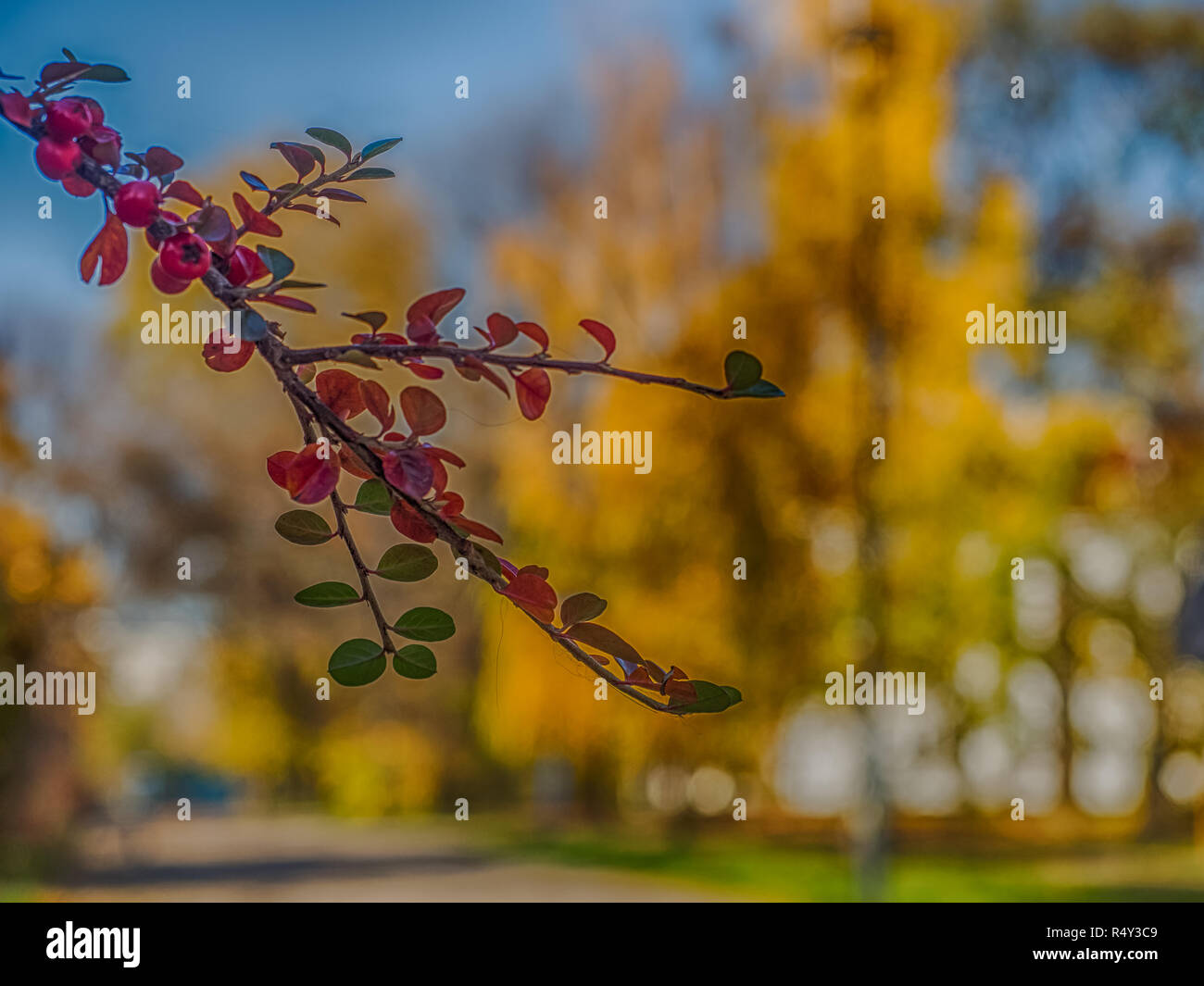 Autunno bello e mite ramo con frutti rossi su sfondo giallo Foto Stock