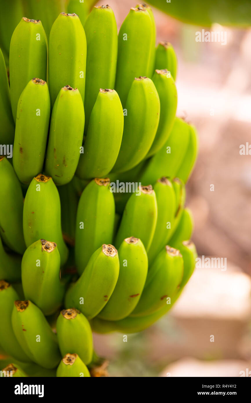 Close-Up di fresco verde biologico Banana Bunch al maso Foto Stock