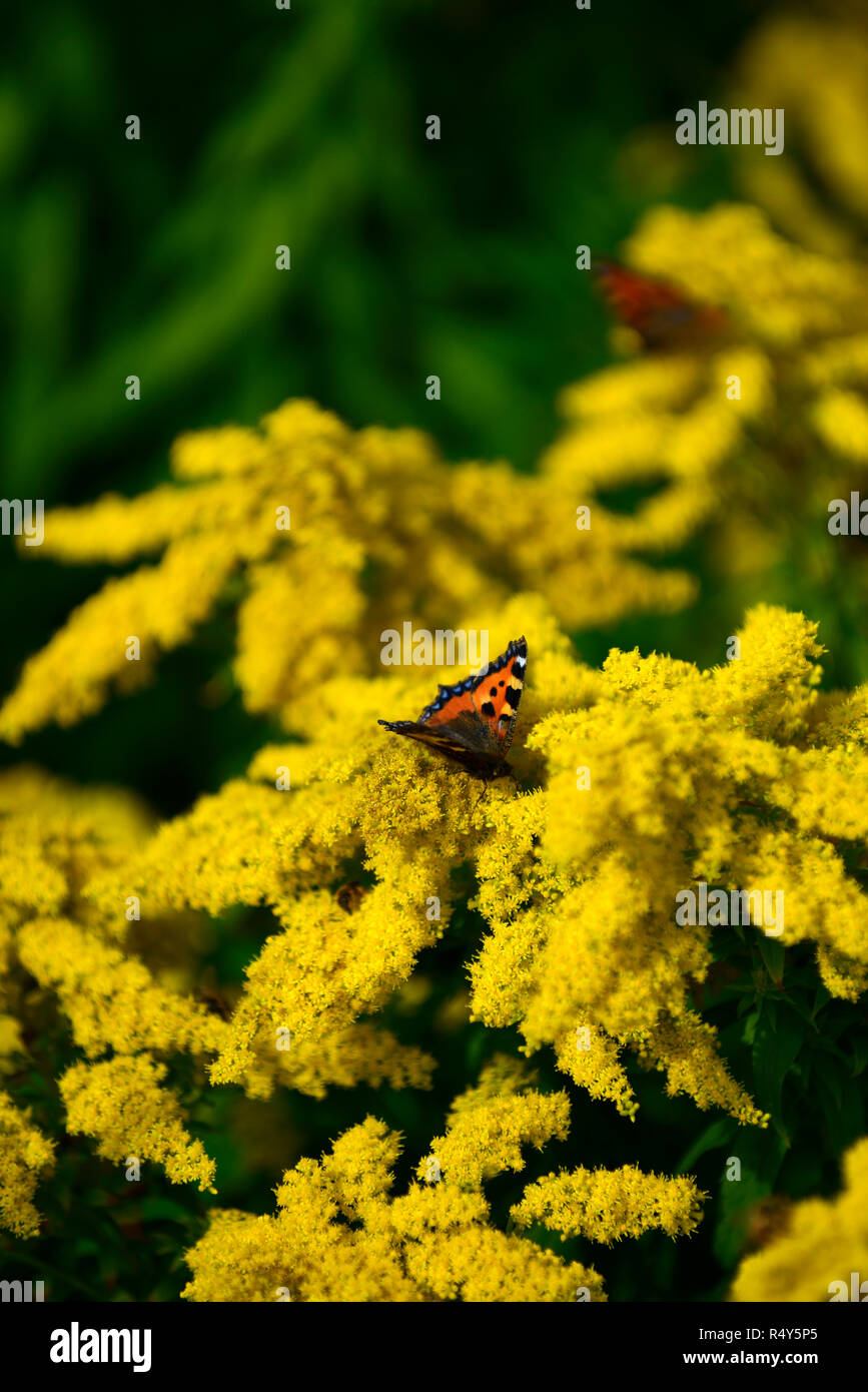 Piccola Tartaruga,butterfly,Aglais urticae,l'alimentazione,alimentare,nettare,oro,Solidago virgaurea,giallo,fiore,fiori,fioritura,RM Floral Foto Stock