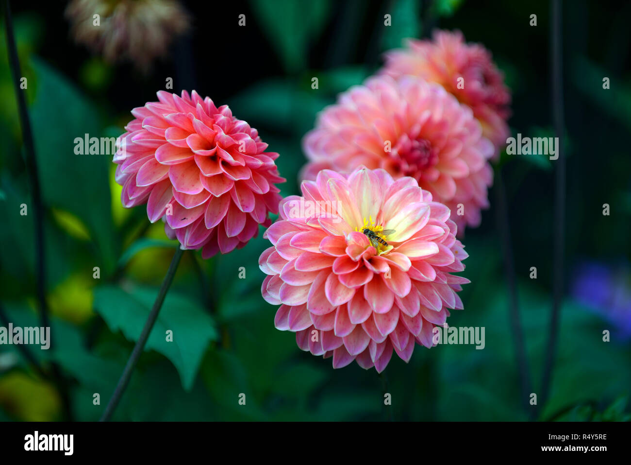 Dahlia bagliore di sera,peach,arancione,fiore,fiori,fioritura,dalie,RM Floral Foto Stock