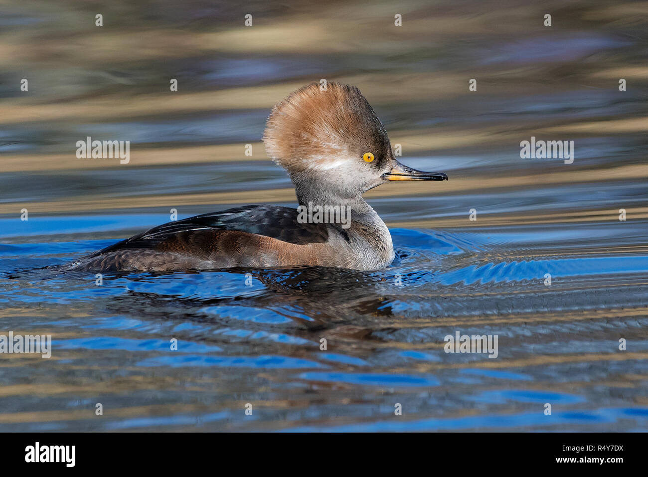 Con cappuccio femmina merganser nuota sul laghetto di autunno Foto Stock