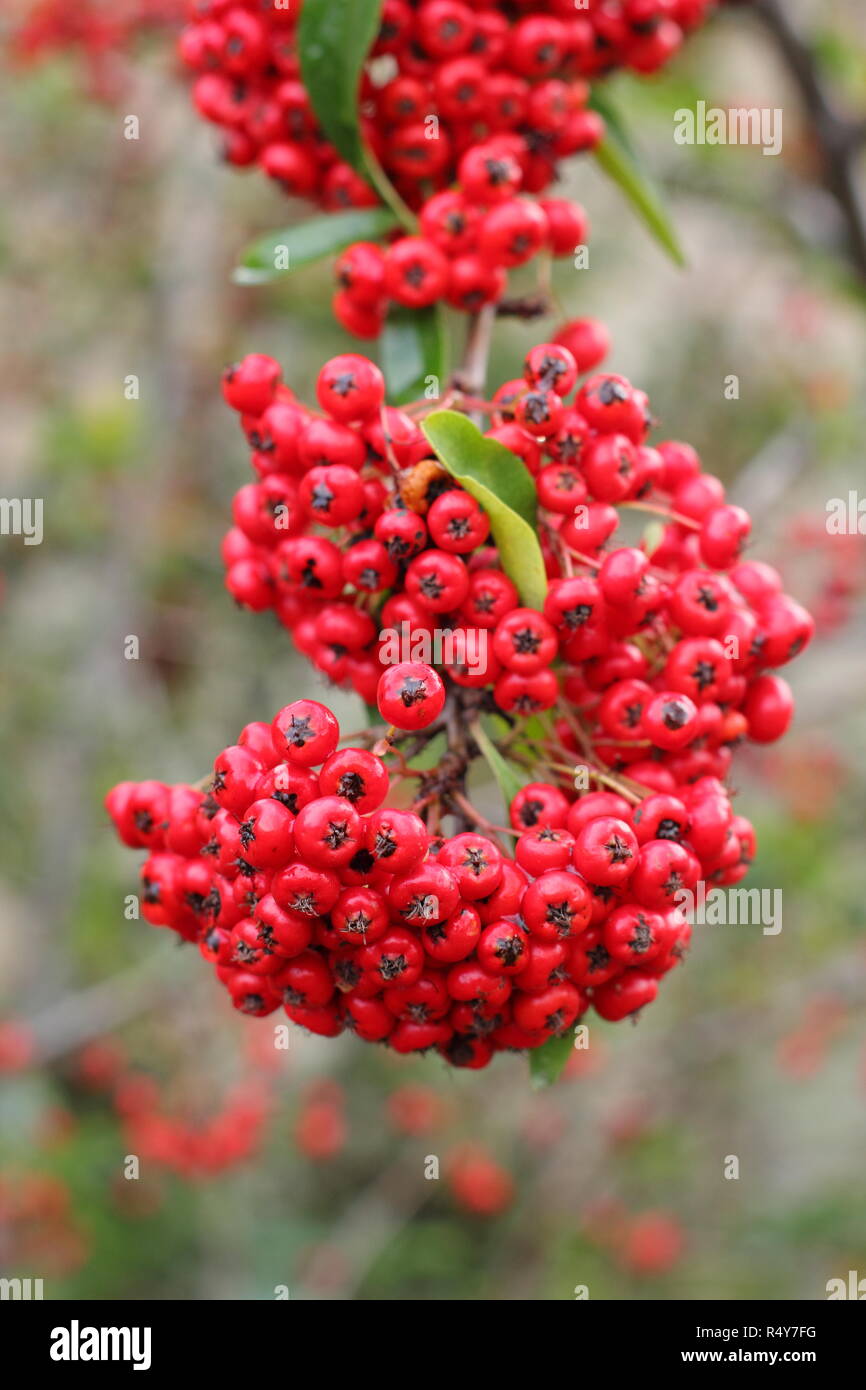 Pyracantha 'Saphyr Rouge', chiamato anche Cadrou, visualizzazione di bacche di inizio inverno del giardino, REGNO UNITO Foto Stock