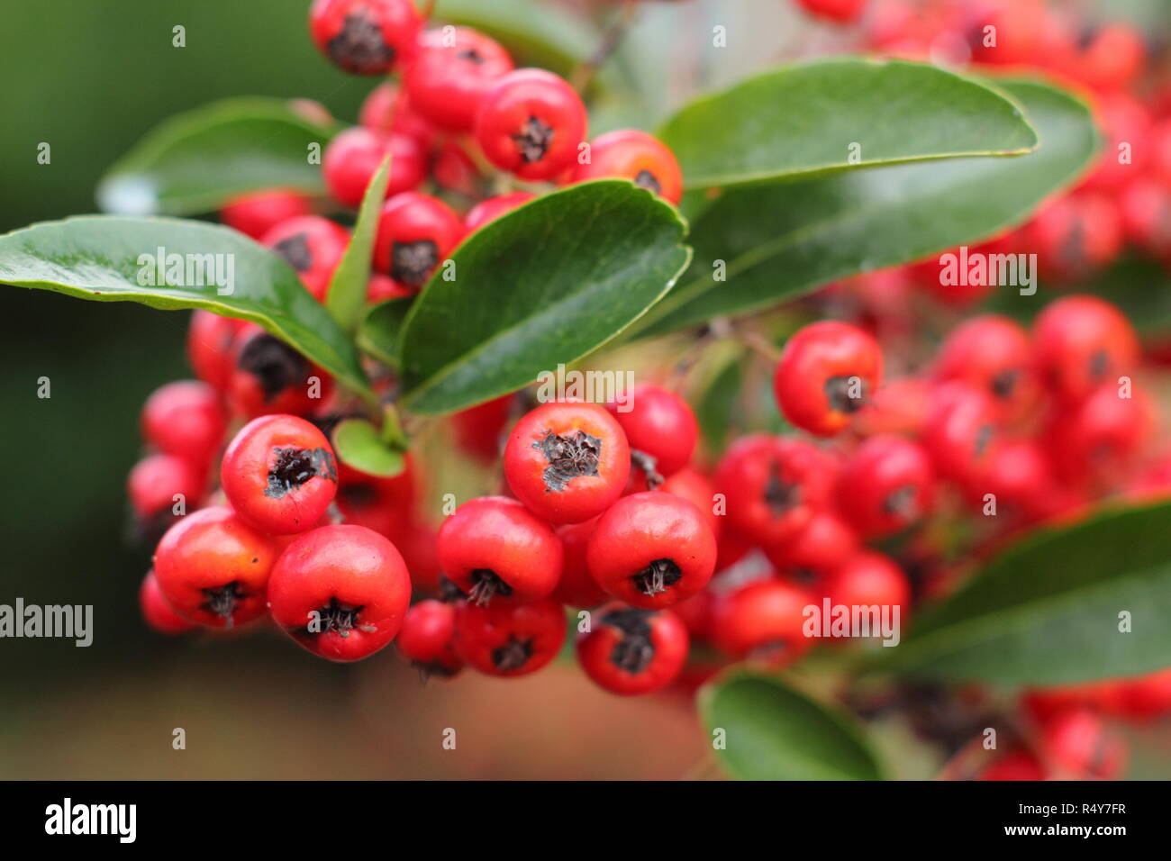 Pyracantha arbusto nel gelo con foglie di colore verde scuro e rosso  scarlatto bacche fotografato un freddo gelido inverno mattina Foto stock -  Alamy