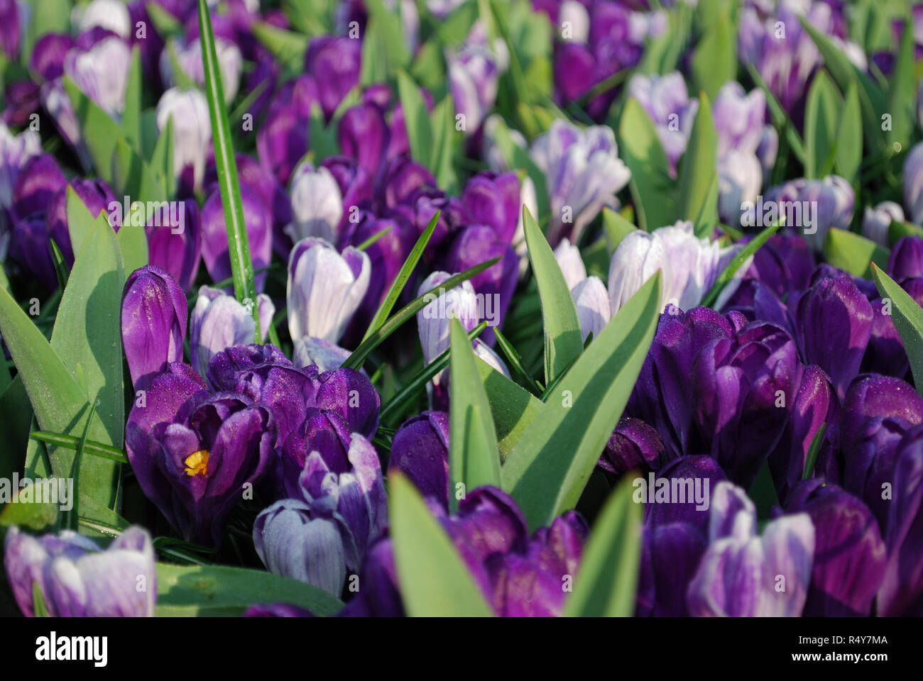 Crocus Jumbo Record di fiori e Pickwick cresciuto nel parco. Tempo di primavera nei Paesi Bassi. Foto Stock