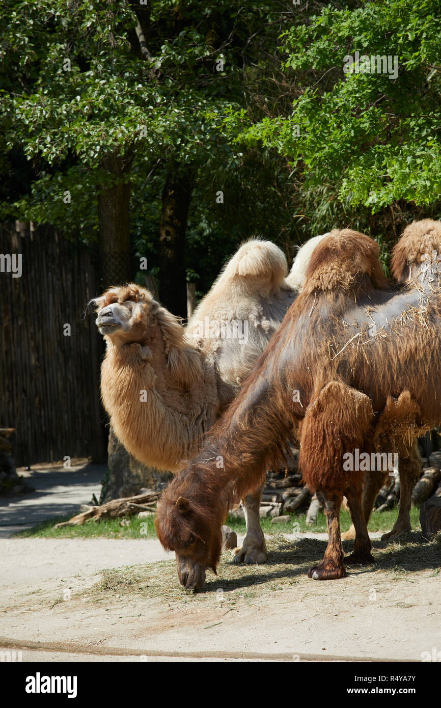 Bactrian cammelli in uno zoo, Italia Foto Stock