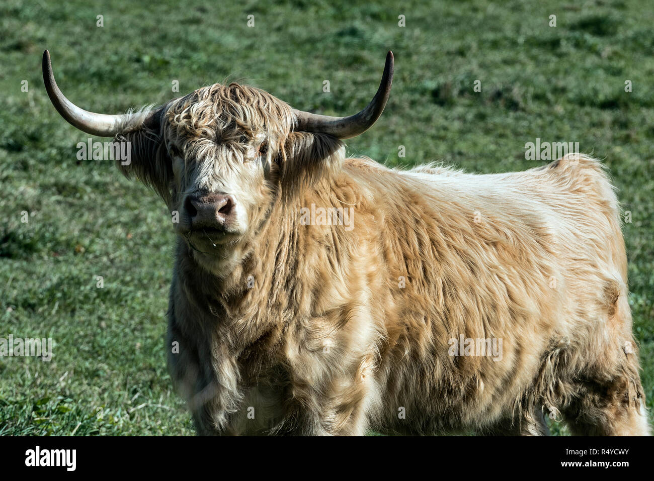 Capelli lunghi cornuto ritratto dello sterzo. Foto Stock