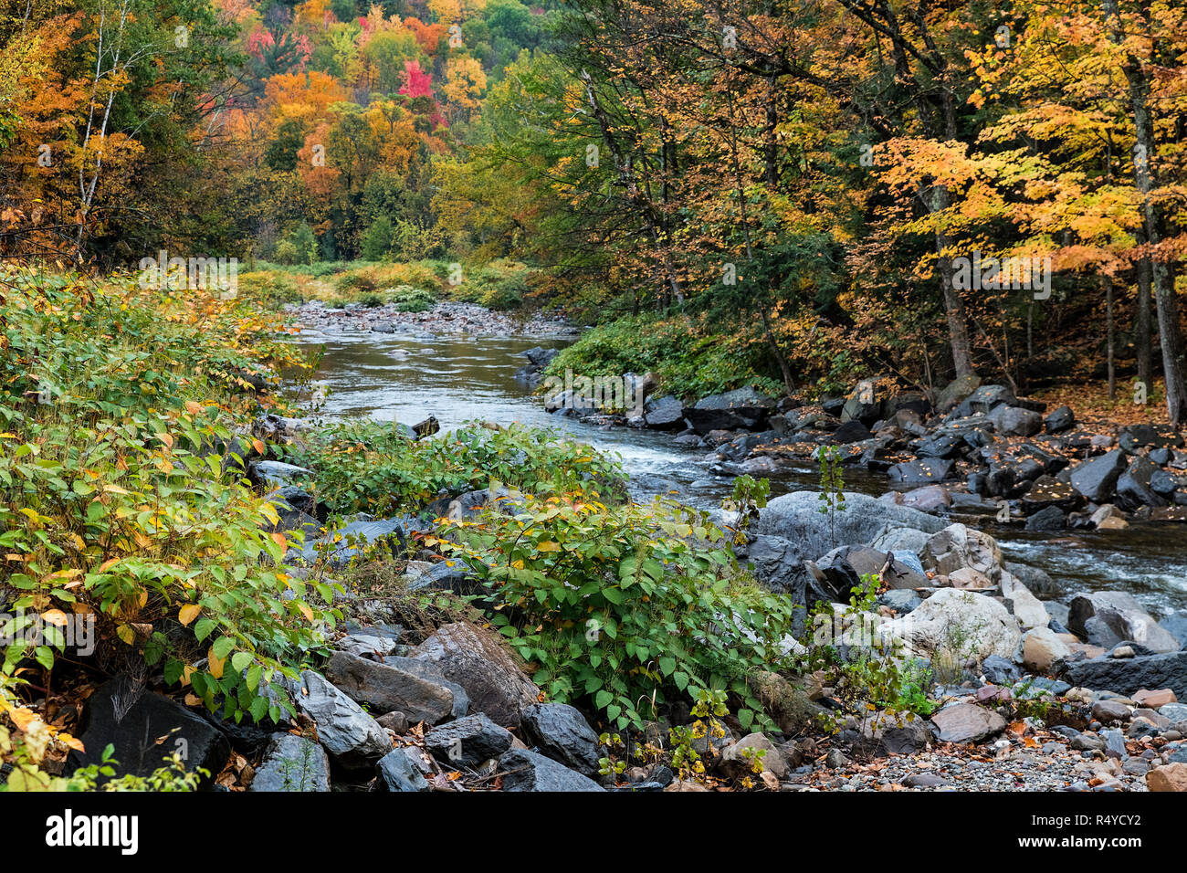 New Haven il fiume si snoda attraverso l'autunno piante, Bristol, Vermont, USA. Foto Stock