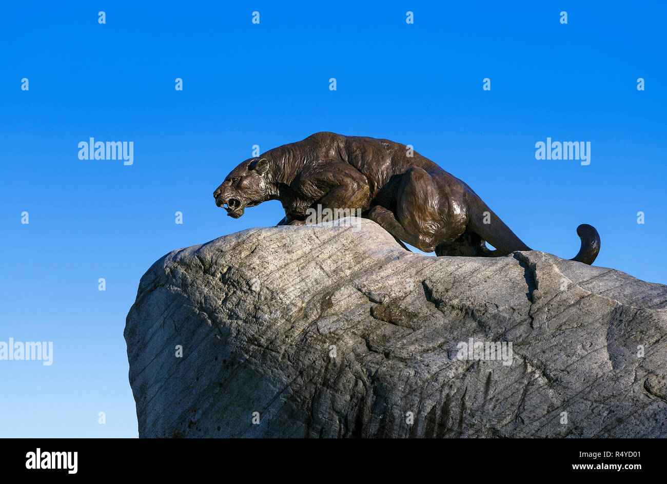 Panther mascotte scultura su Middlebury College campus, Middlebury, Vermont, USA. Foto Stock