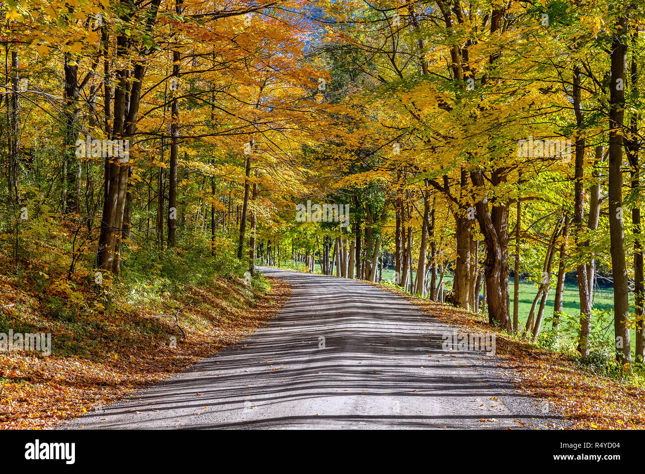 Paese sterrata strada si snoda attraverso colorate fogliame autunnale Middlebury, Vermont, USA. Foto Stock