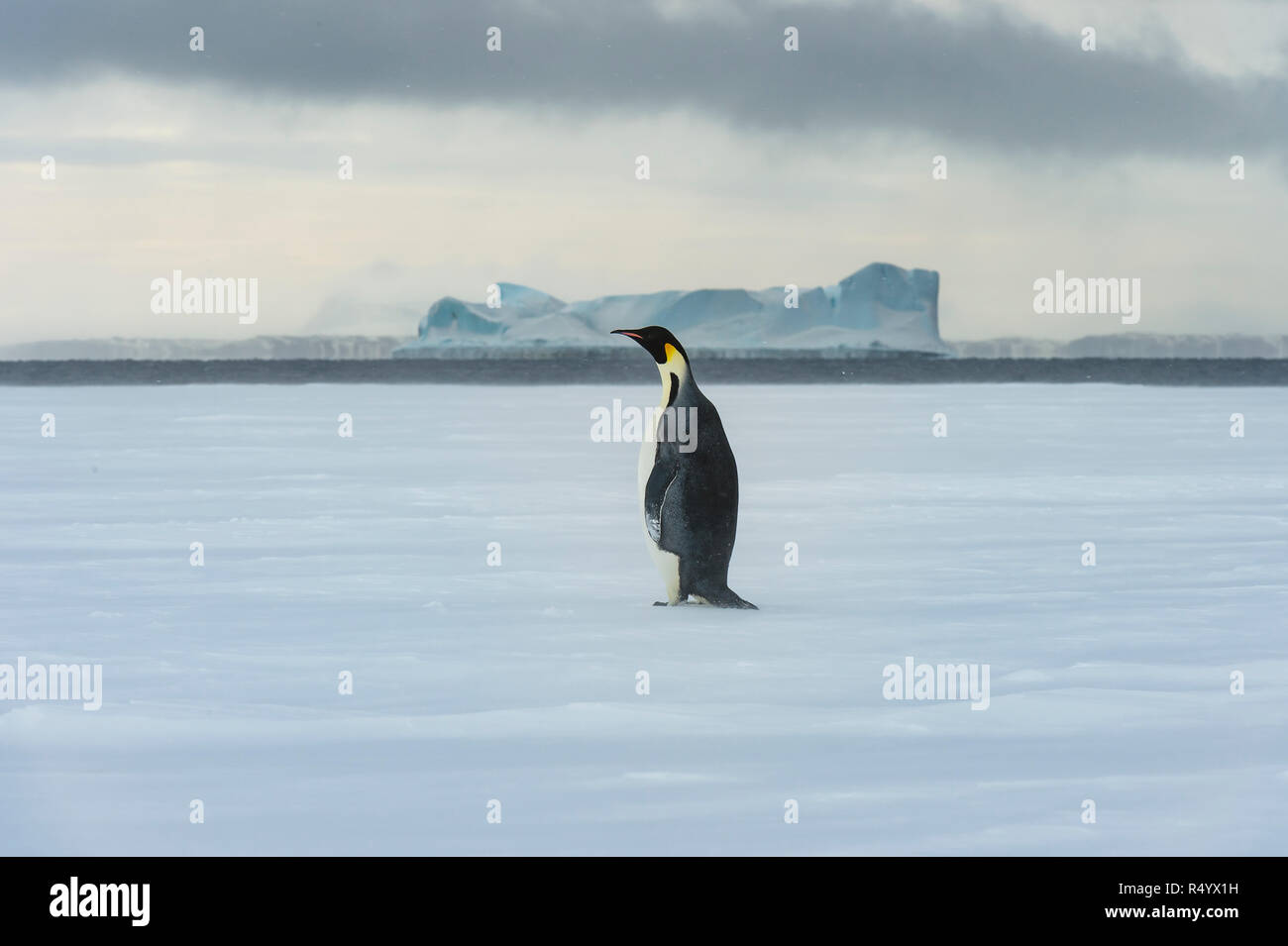 Pinguino imperatore su ghiaccio a Snow Hill , Antartide 2018 Foto Stock