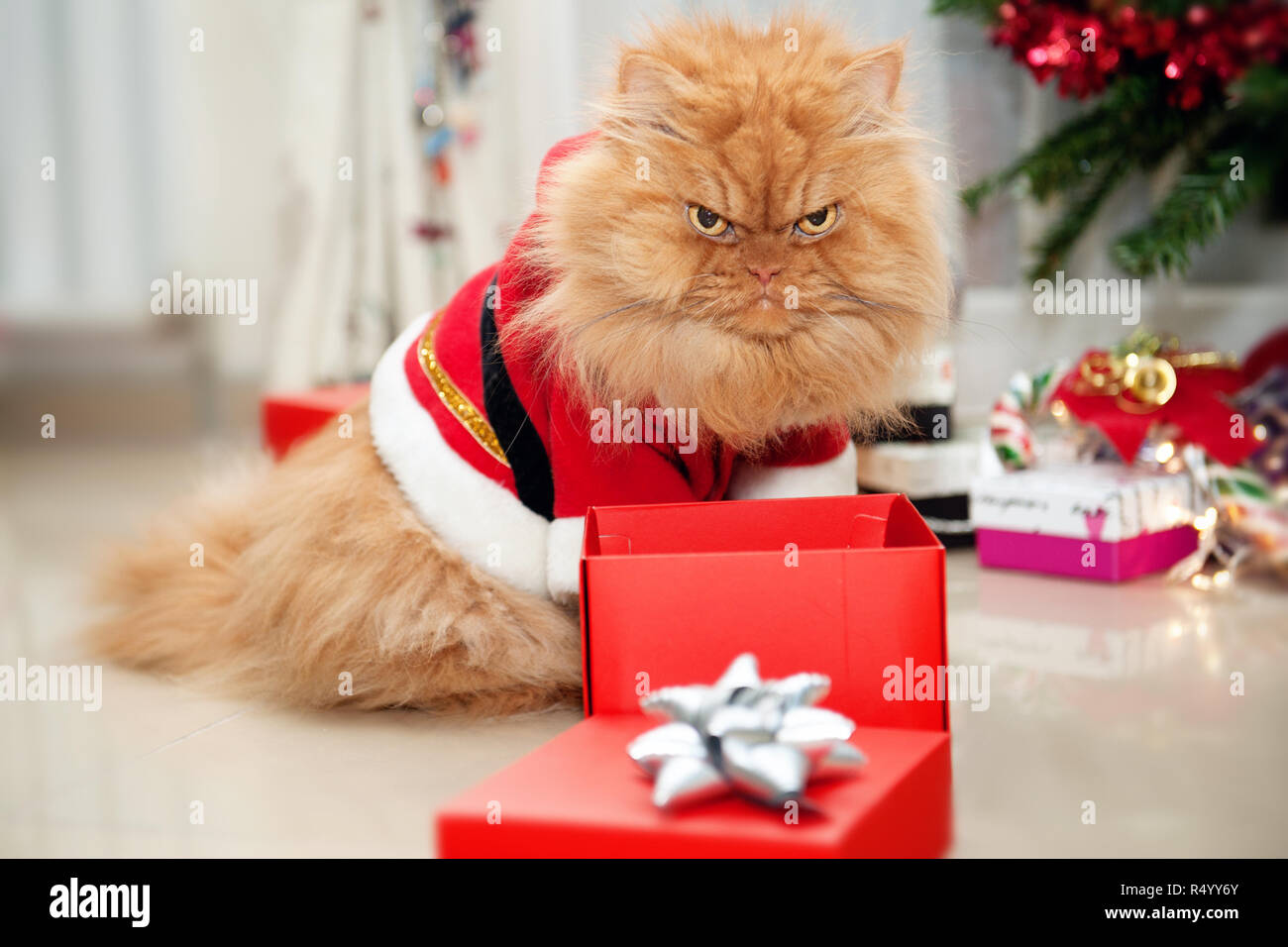 Arrabbiato Cercando Gatto Persiano Indossando Il Vestito Di Natale