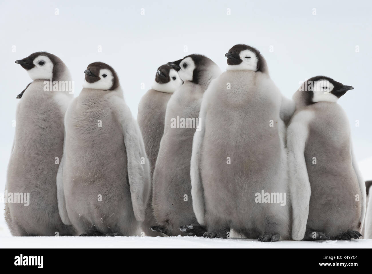 Pinguini imperatore pulcini su ghiaccio Foto Stock