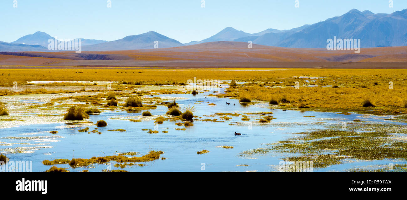 Splendido paesaggio in Argentina con un po' di anatra in un lago nella parte anteriore con alcune montagne sul retro Foto Stock