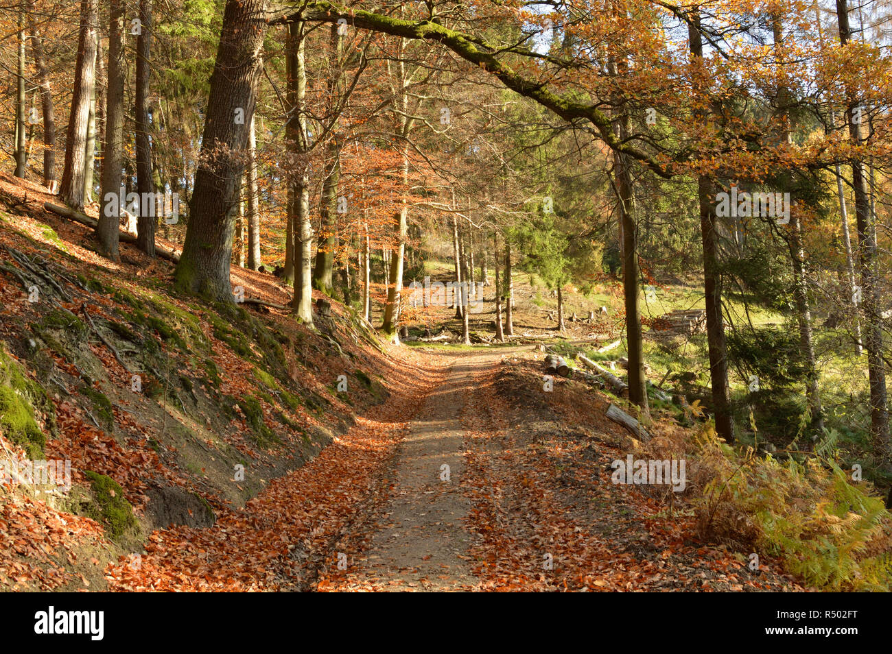 Percorso di foresta in autunno, Germania. Foto Stock