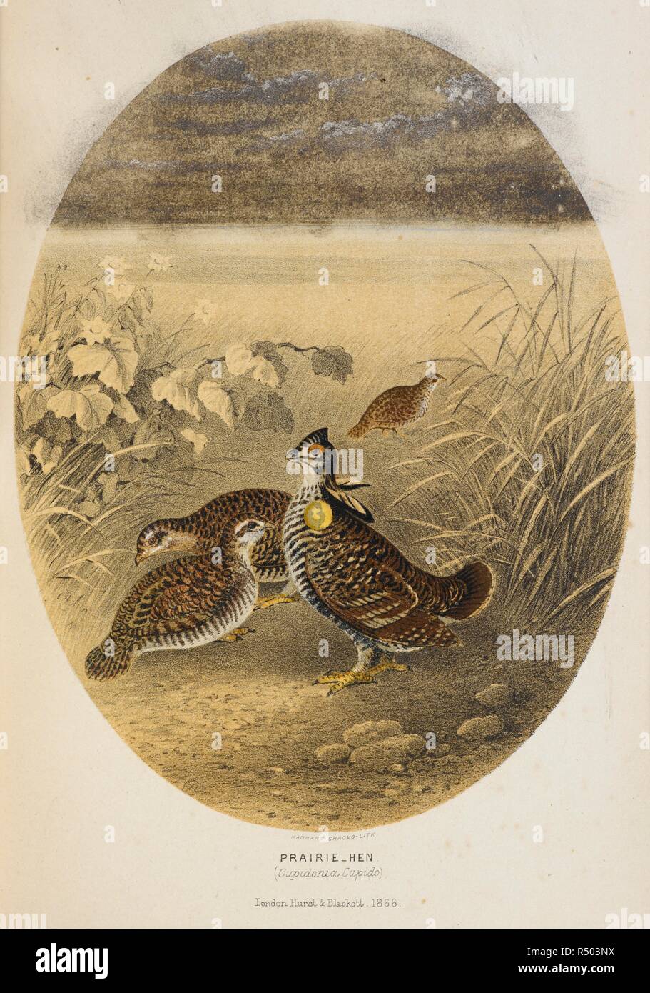 Prairie gallina. Lo sportivo e naturalista in Canada, o note sulla storia naturale del gioco, Gioco uccelli e pesci di quel paese ... Illustrato con le piastre colorate e xilografie. Londra, 1866. Fonte: 10470.i.4. rivolta verso il p. 144. Autore: ANON. Re, Major William Ross. Foto Stock