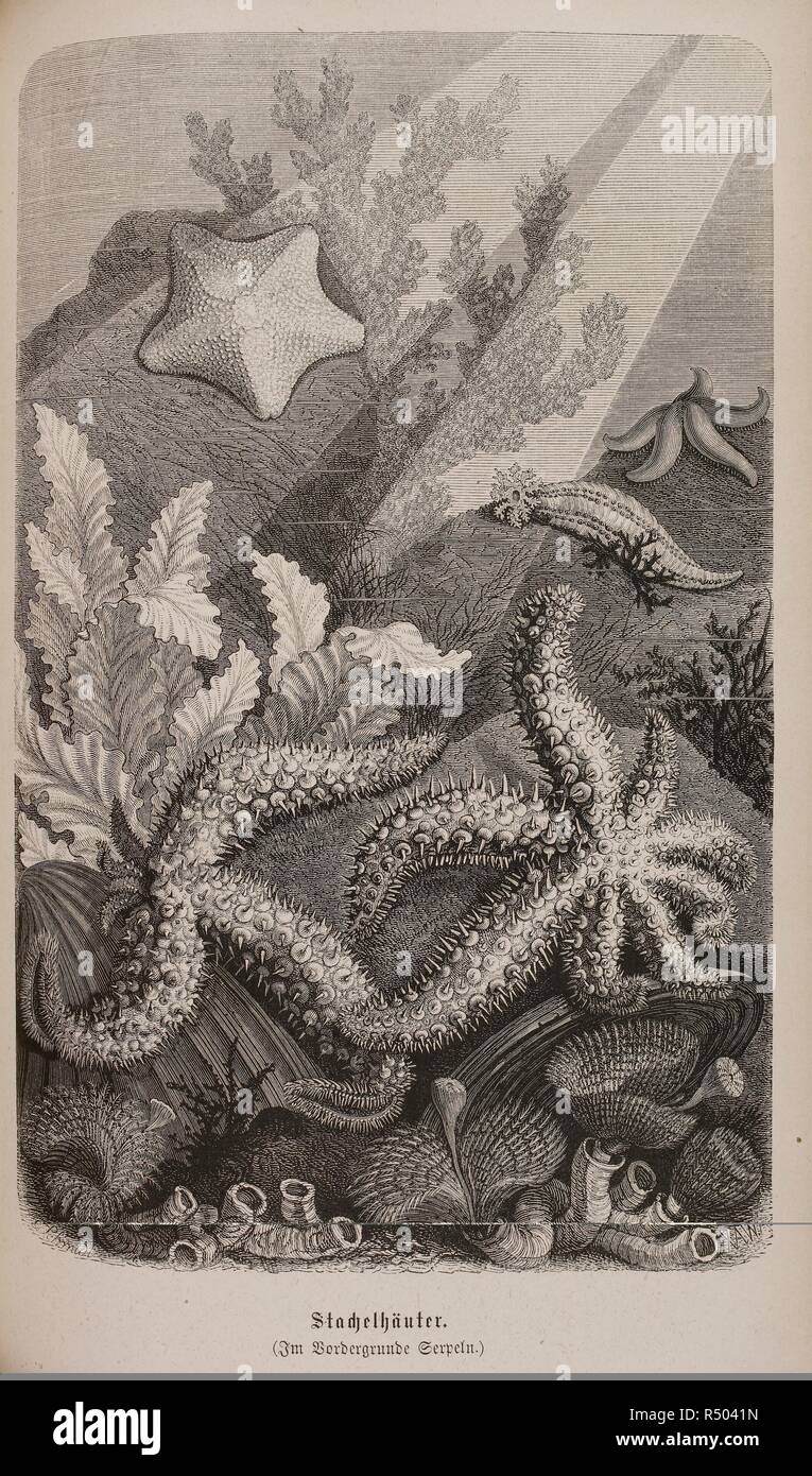 Illustrazione di piante sottomarine. Illustrirtes Thierleben. Eine allgemeine Kunde des Thierreichs, ecc. Hildburghausen. Brehm Alfred Edmund, 1829-1884. Illustrirtes Thierleben. Eine allgemeine Kunde des Thierreichs, ecc. (Bd. 6. Von E. L. Taschenberg und Oskar Schmidt.) [con piastre da R. Kretschmer, E. Schmidt e altri.] 1864-69. Fonte: 7208.DDD.17 vol.6 982. Lingua: tedesco. Foto Stock