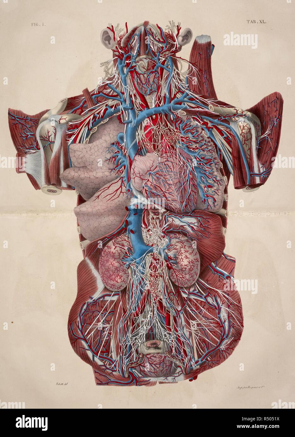 Disegno Anatomico Gli Organi Interni Cuore I Reni Torace Planches Anatomiques Du Corps Humain Executei Es