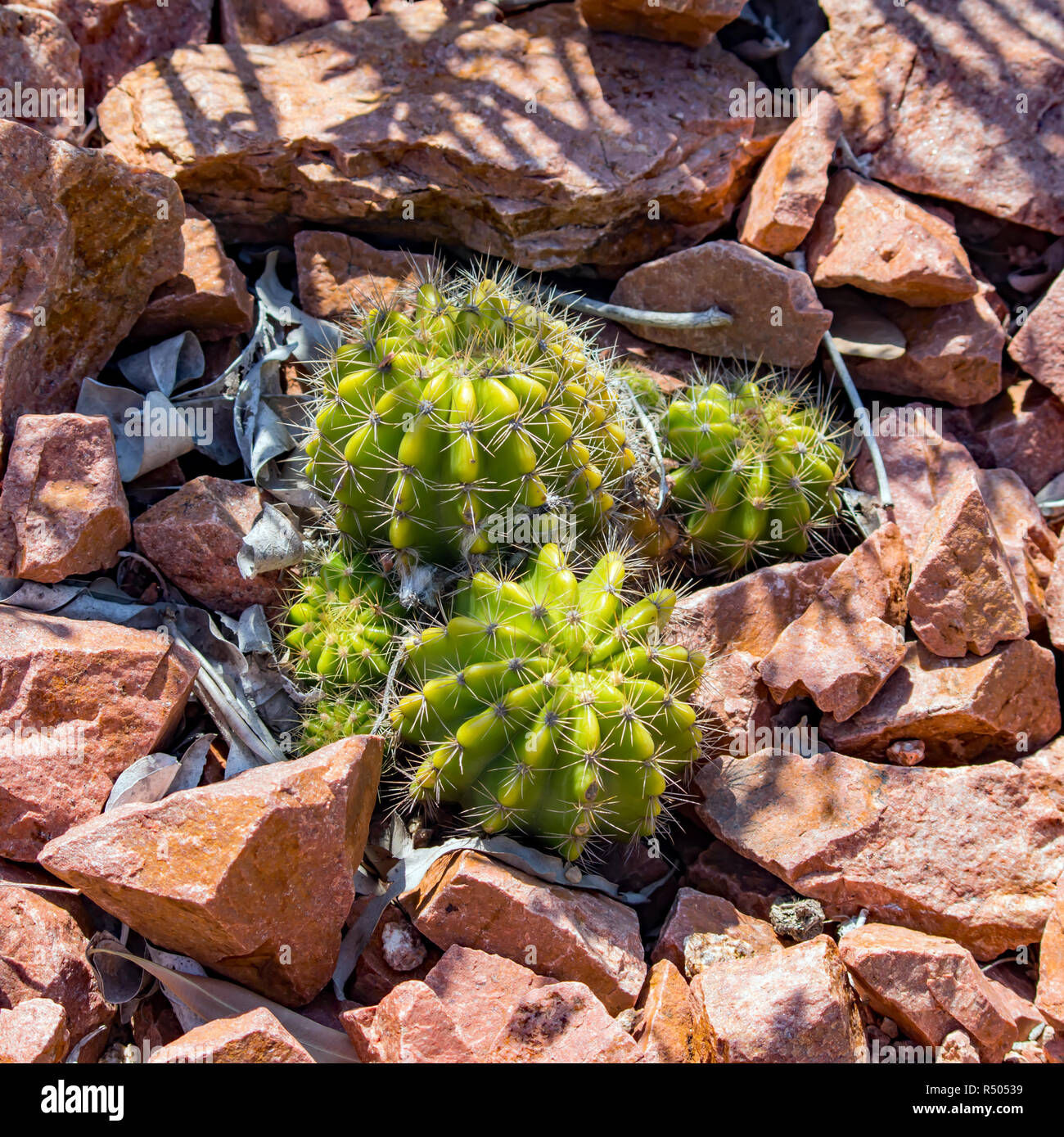 Impulso breve pianta di Cactus nel giardino di roccia Foto Stock