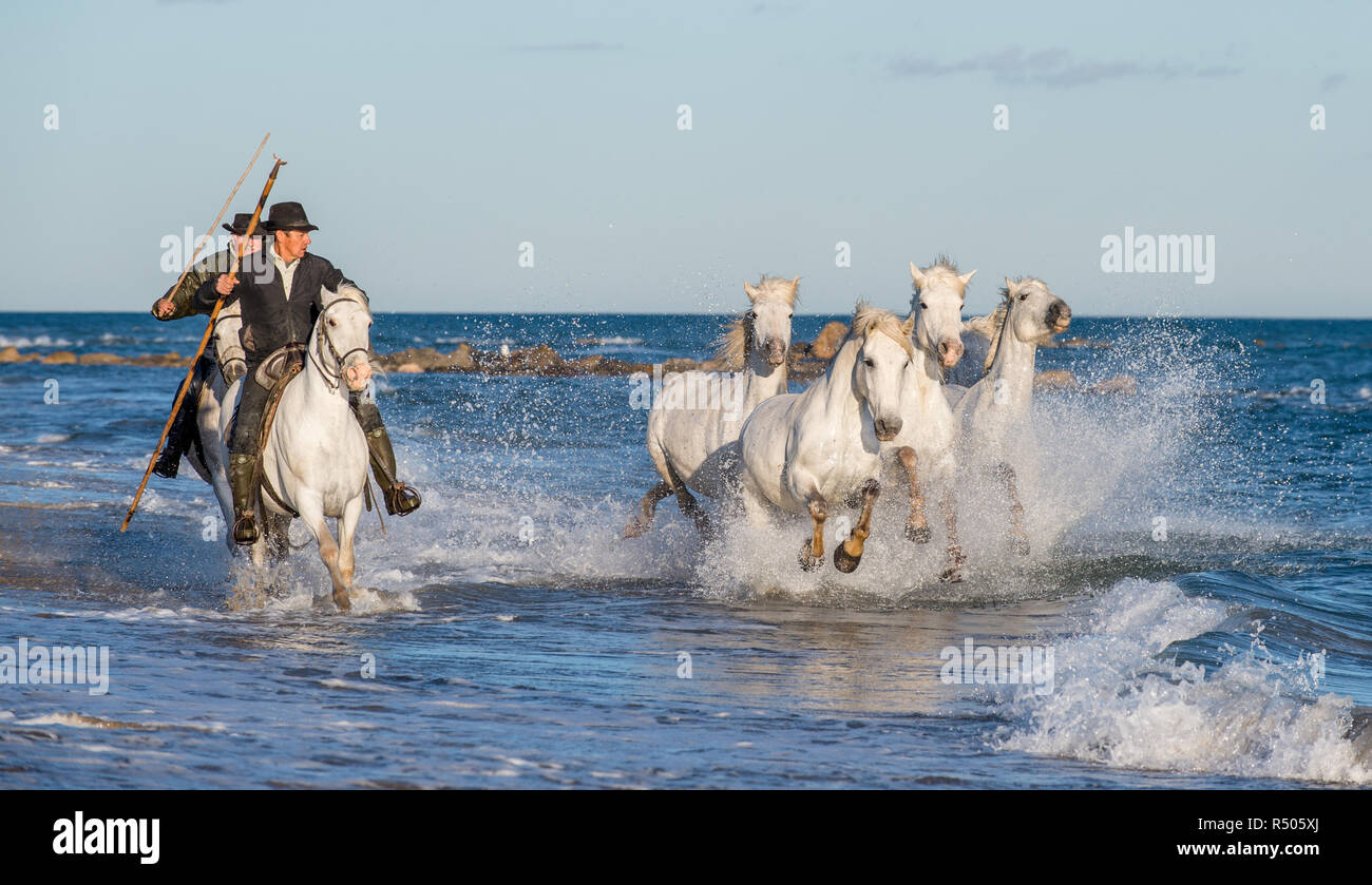 Cavaliere sul cavallo bianco aziona i cavalli attraverso l'acqua. Allevamento di cavalli bianchi al galoppo attraverso l'acqua. La Francia . Camargue Foto Stock