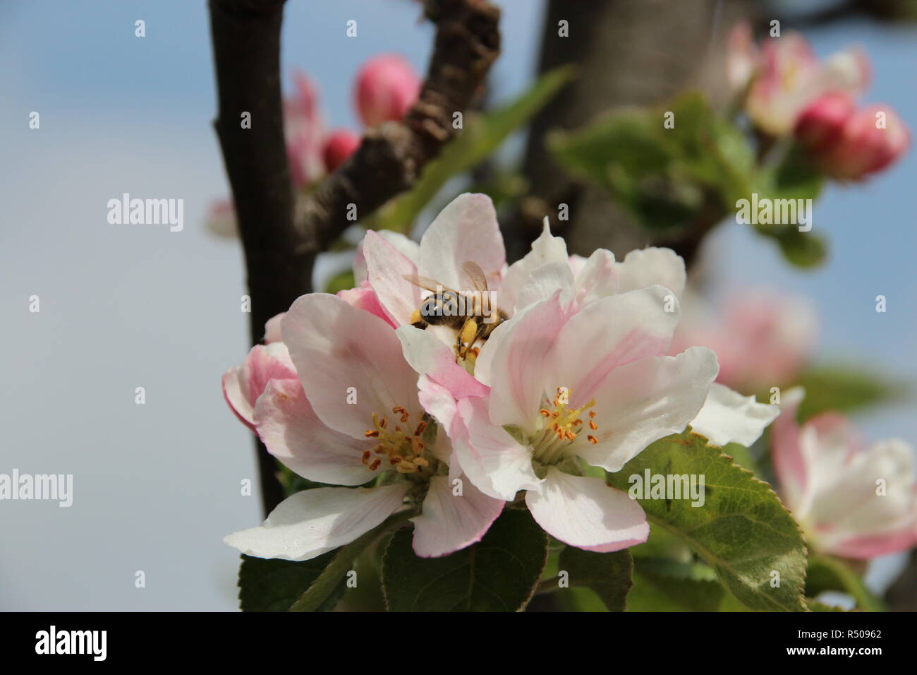 Giovane albero della mela con macro di fiori Foto Stock