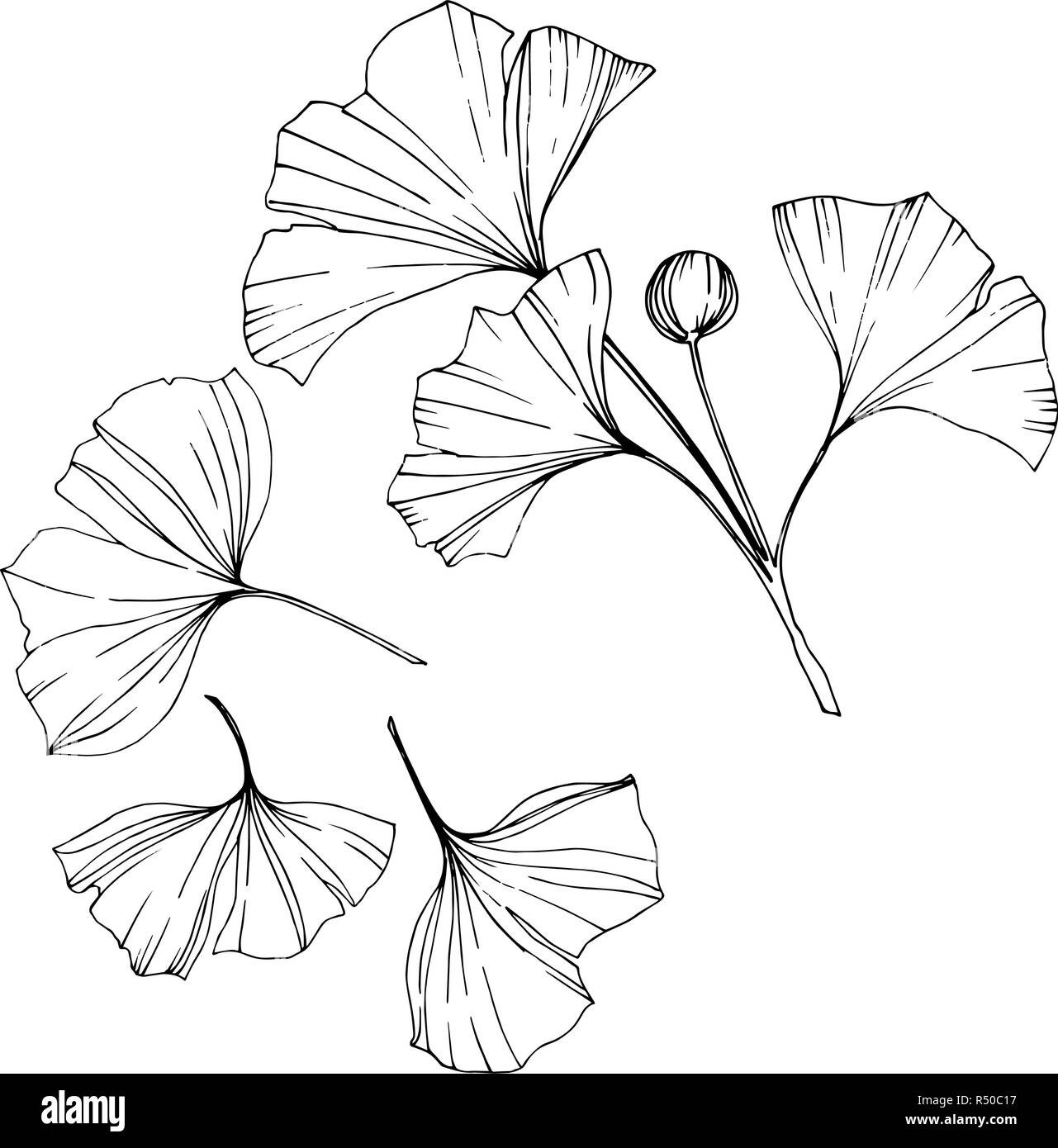 Vettore. Foglie di Ginkgo. Impianto del giardino botanico. Isolate il ginkgo illustrazione elemento su sfondo bianco. Illustrazione Vettoriale