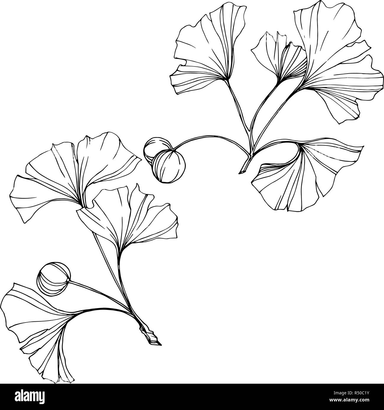 Vettore. Foglie di Ginkgo. Impianto del giardino botanico. Isolate il ginkgo illustrazione elemento su sfondo bianco. Illustrazione Vettoriale