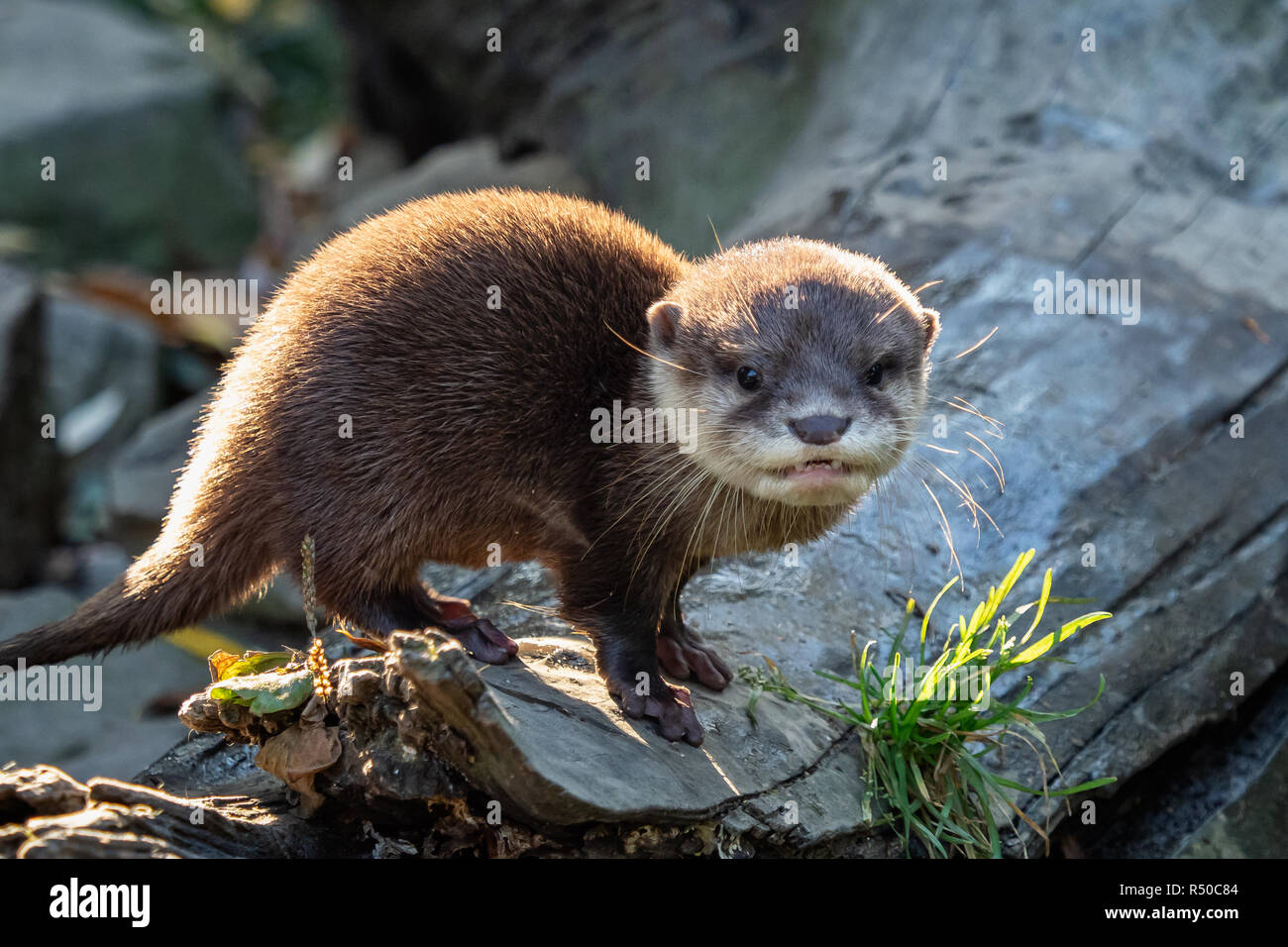 Giovani asiatici piccoli artigli lontra (Amblonyx cinerea) noto anche come il piccolo orientale-artigliato otter. Questa è la più piccola lontra specie nel mondo. Foto Stock