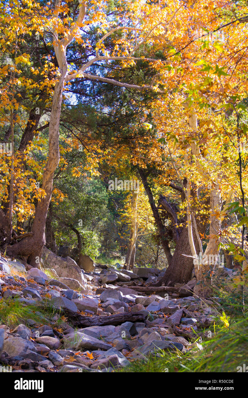 Southern Arizona, Madera Canyon i colori dell'autunno Foto Stock
