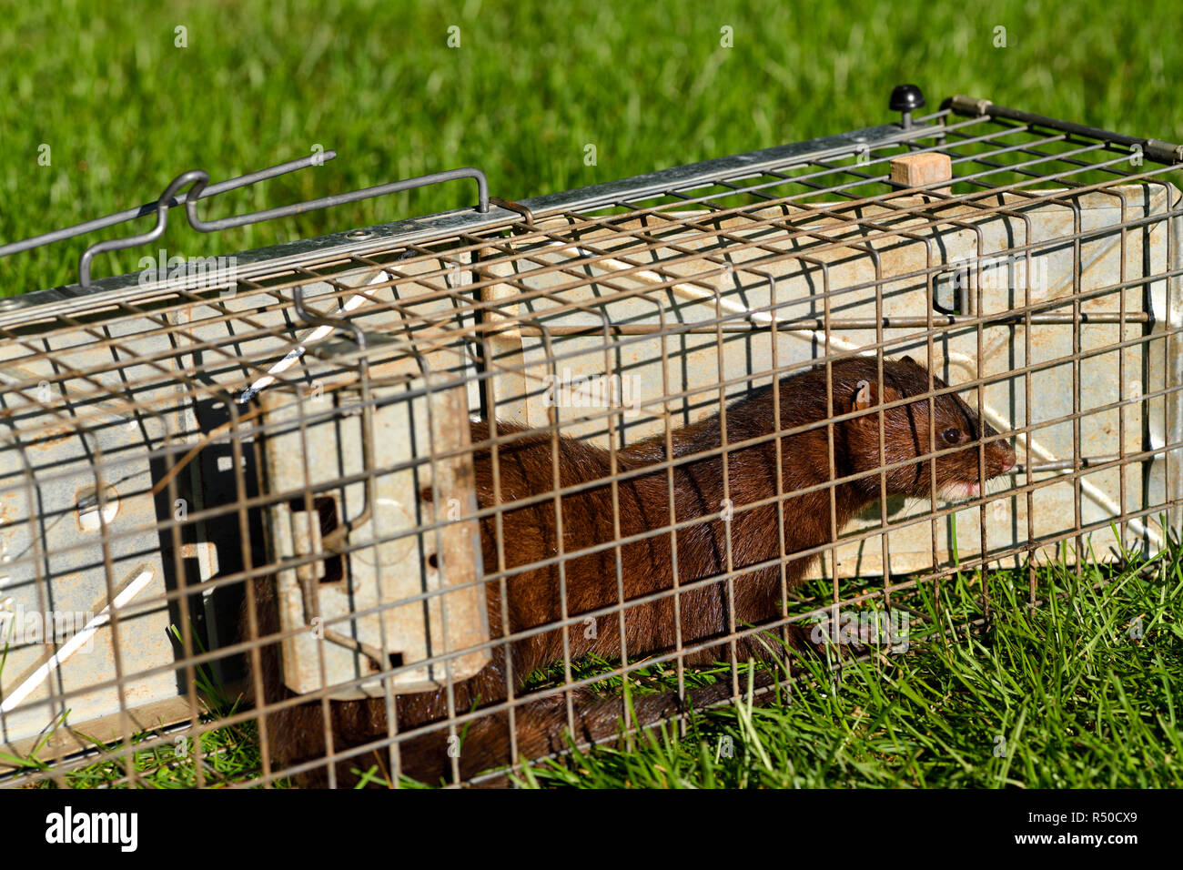 American mink con pelliccia marrone è un predatore semiaquatic di pesce pescato in un umano trap release in Toronto Foto Stock