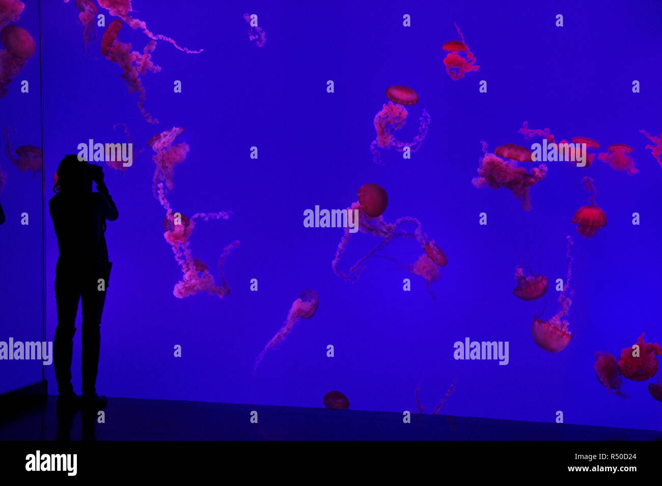 Donna Fotografa rosso mare pacifico ortiche su sfondo blu a Ripley's acquario Toronto Foto Stock