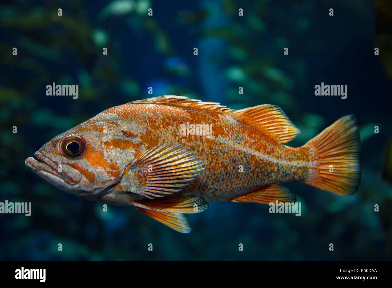 Orange Vermiglio pesce oceano Pacifico pesce nella foresta di kelp della North American coast Foto Stock