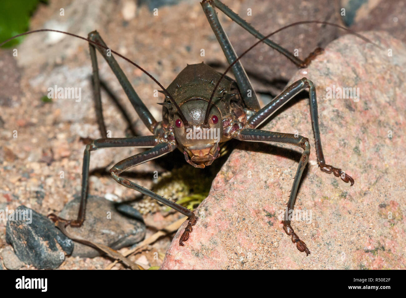 Massa corazzata Cricket, Acanthoplus longipes, Namibia Foto Stock