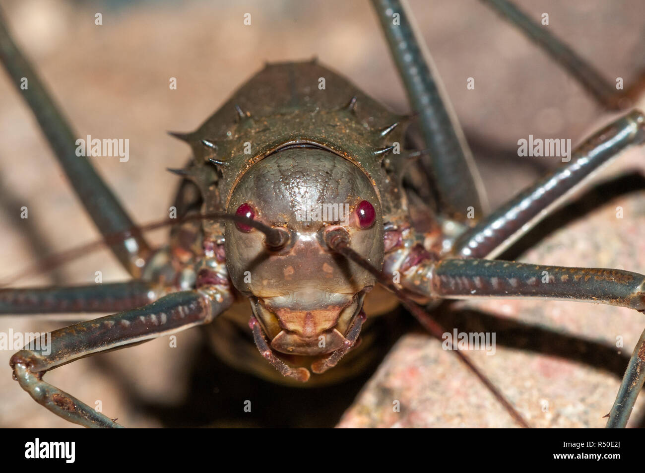 Massa corazzata Cricket, Acanthoplus longipes, Namibia Foto Stock