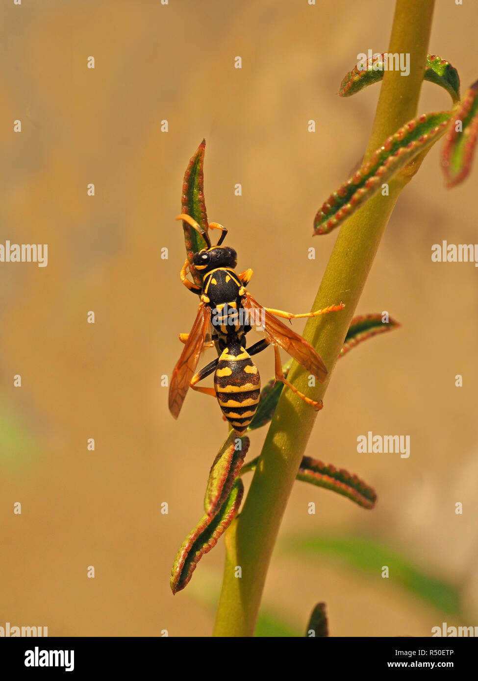 Femmina carta europea wasp (Polistes dominula) tendendo nuove foglie della pianta di rosa vicino alla carta chambered nido in Toscana Italia Foto Stock