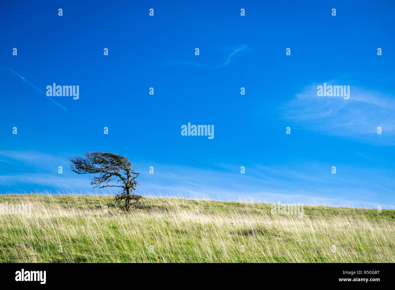 Un albero solitario sul South Downs al di sopra di Wilmington. Foto Stock
