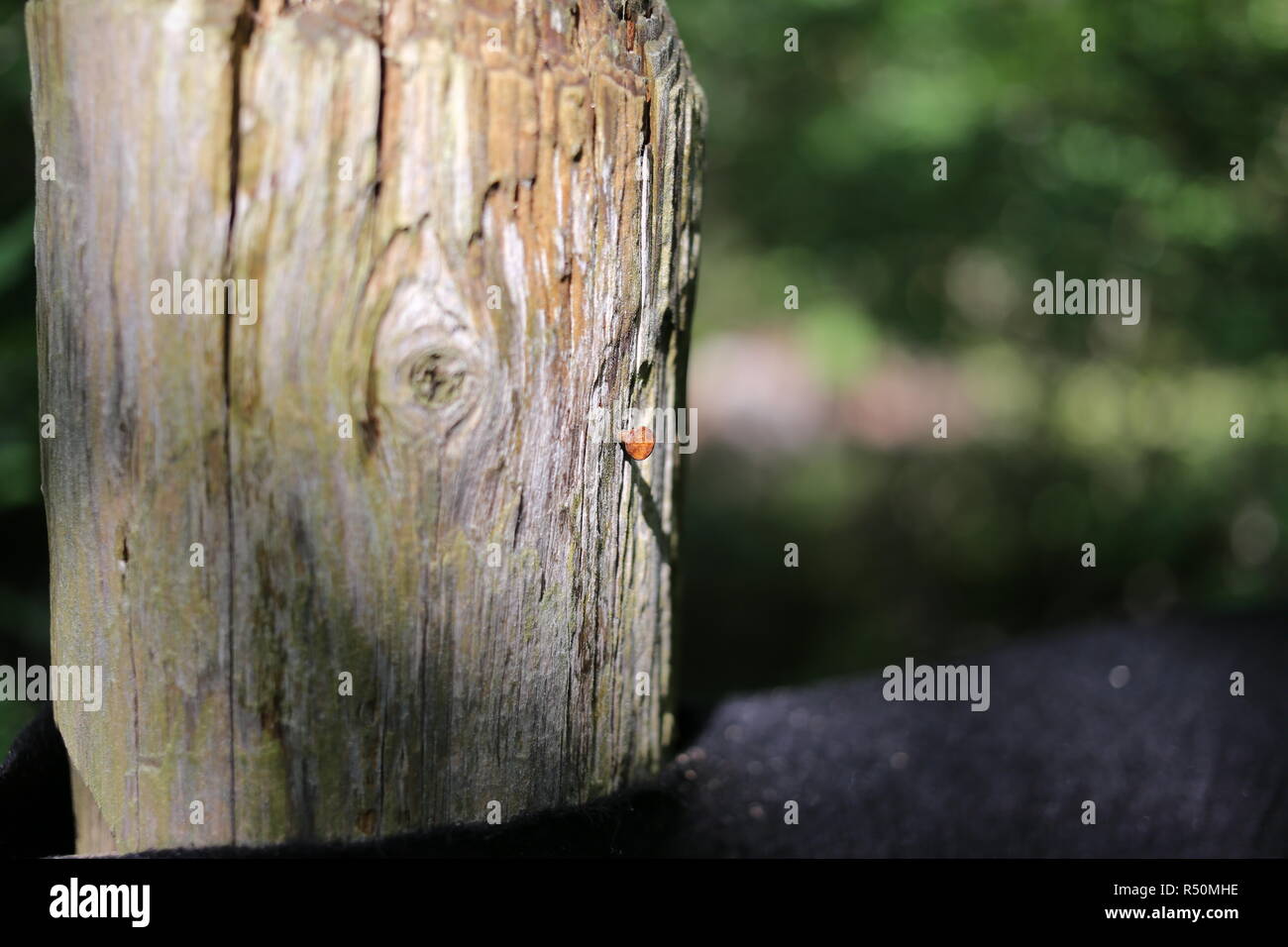 Primo piano della recinzione di legno post. Foto Stock