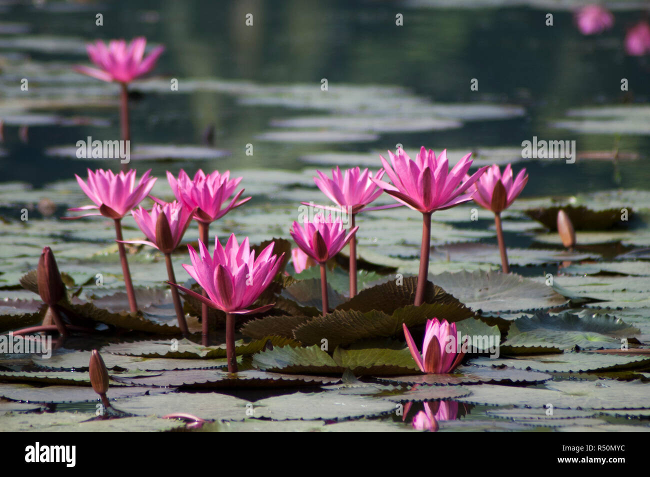 Nymphaea rubra anche sapere come Rosso Ninfee Lal Shapla. Dacca in Bangladesh. Foto Stock