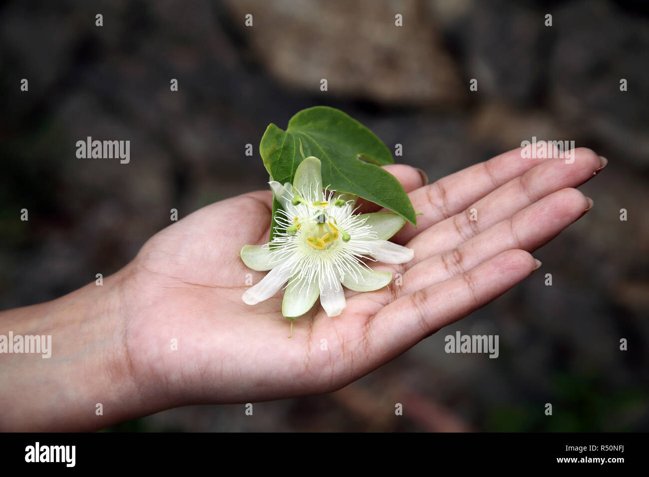 Mano che tiene il frutto della passione fiore Foto Stock