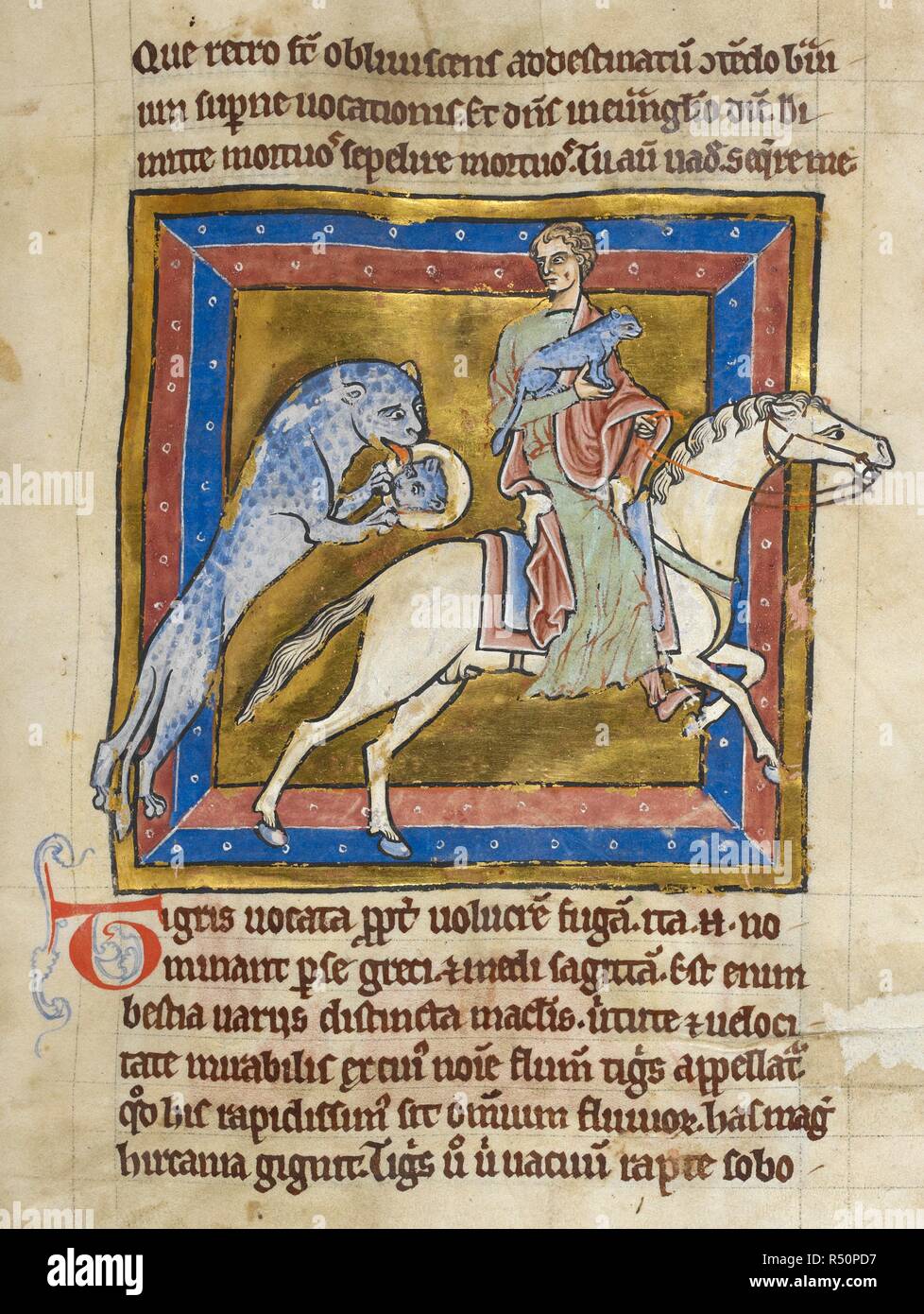 Miniatura mostra un cacciatore, montato su un cavallo e portante un catturato tiger cub, mentre il cucciolo è la madre di distrarsi con la sua riflessione in una sfera di vetro con il testo. Bestiaria. Inghilterra (Durham?); 1200-1210. Fonte: Royal 12 C. XIX, f.28. Lingue: Latina. Foto Stock