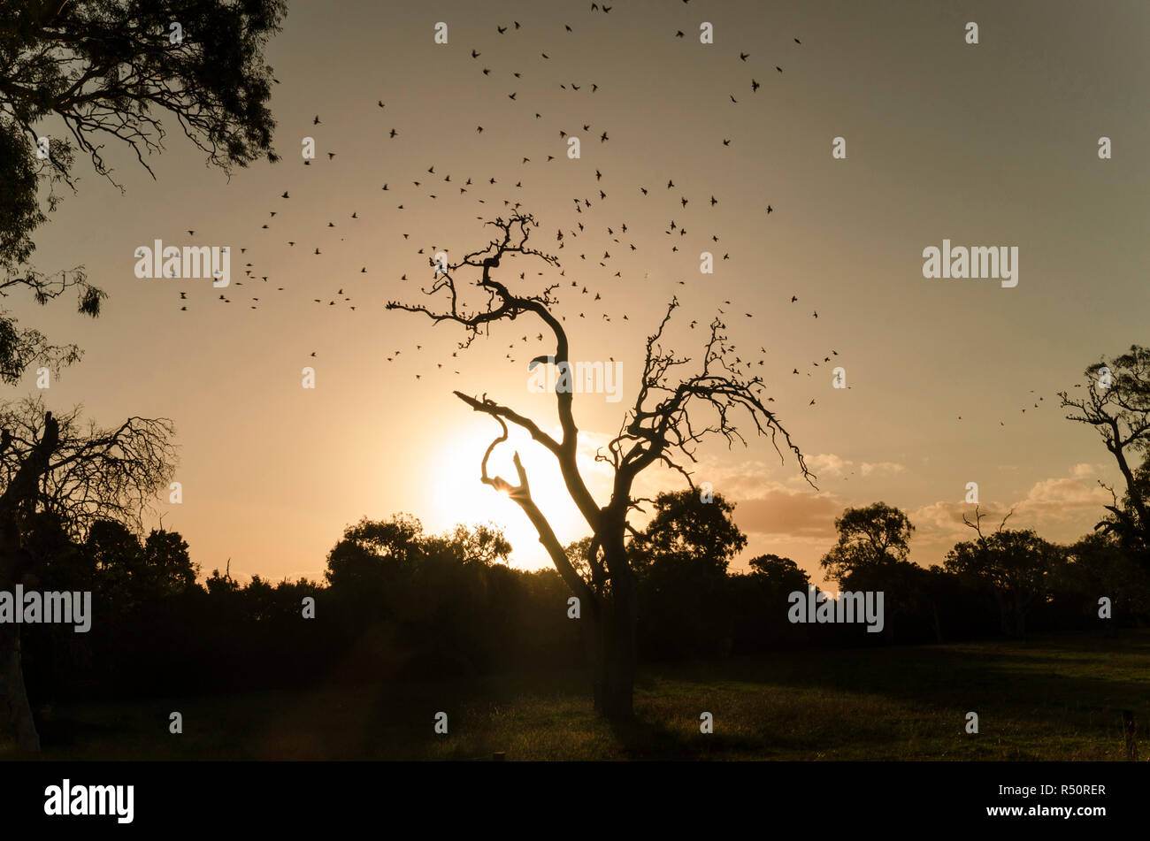 Centinaia di uccelli volare l'albero durante il tramonto Foto Stock