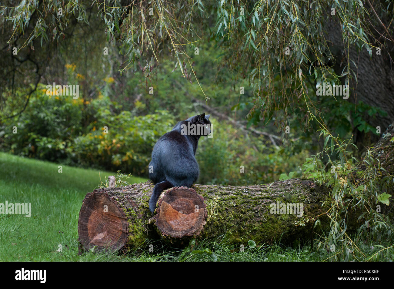 Un gatto nero seduto su un log Foto Stock